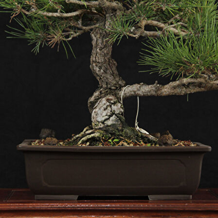 Japon Karaçamı Bonsai - Pinus thunbergii No.613