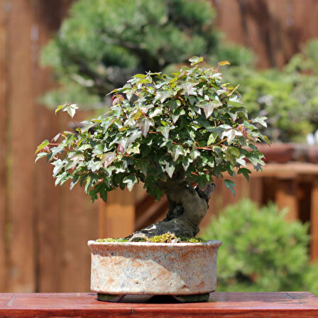 Üç Dişli Akçaağaç Bonsai - No.560