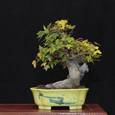 Üç Dişli Akçaağaç Bonsai - No.560