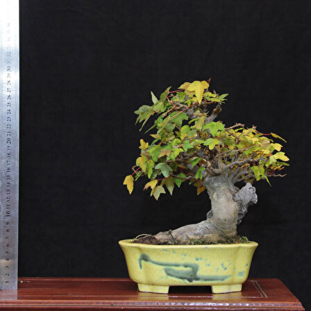 Üç Dişli Akçaağaç Bonsai - No.560