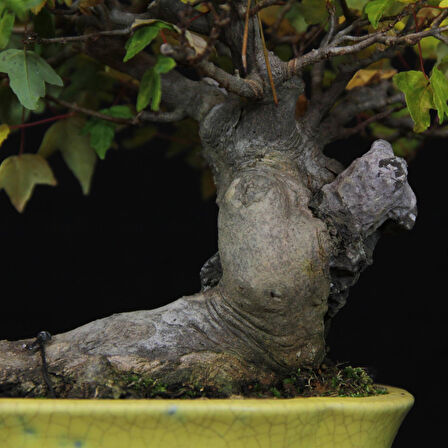 Üç Dişli Akçaağaç Bonsai - No.560