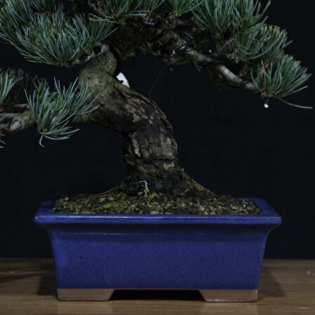 Japon Beyaz Çamı Bonsai No.639