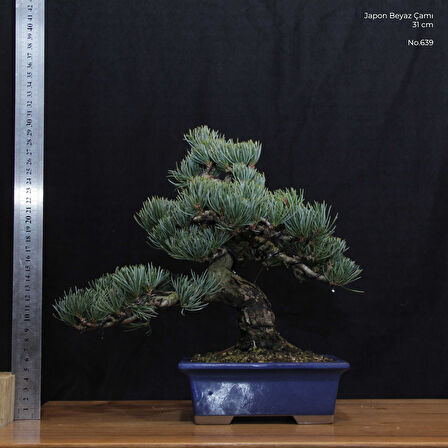 Japon Beyaz Çamı Bonsai No.639