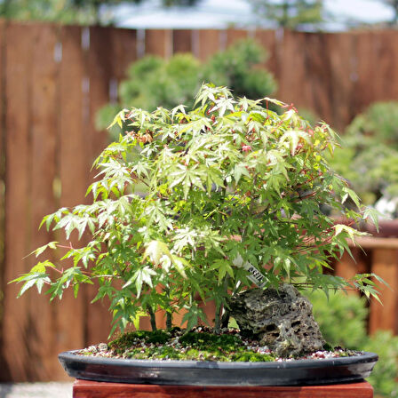 Japon Akçaağacı Bonsai Ormanı No.48