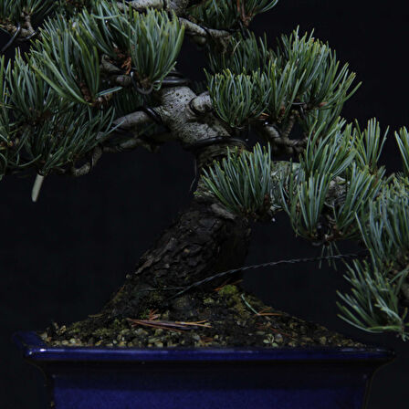 Japon Beyaz Çamı Bonsai No.636