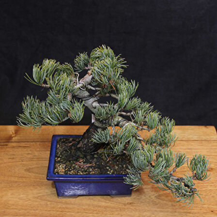 Japon Beyaz Çamı Bonsai No.636