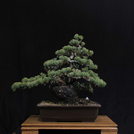 Japon Beyaz Çamı Bonsai No.629