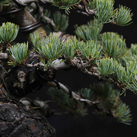 Japon Beyaz Çamı Bonsai No.629