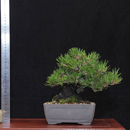 Japon Karaçamı Bonsai No.567