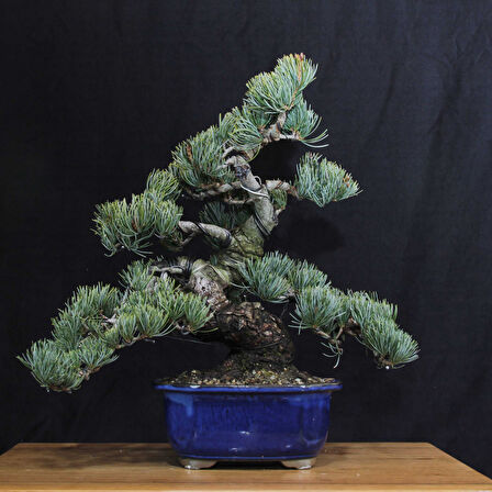 Japon Beyaz Çamı Bonsai No.642