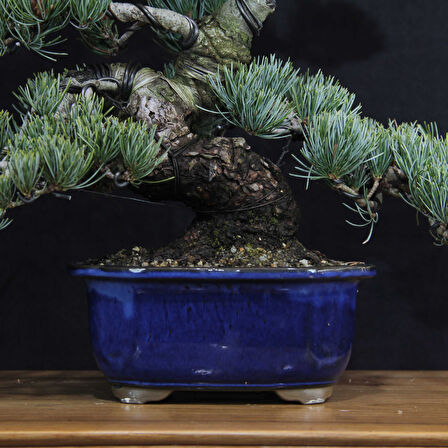 Japon Beyaz Çamı Bonsai No.642