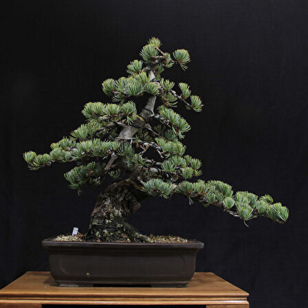 Japon Beyaz Çamı Bonsai No.630