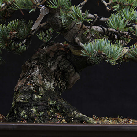 Japon Beyaz Çamı Bonsai No.630