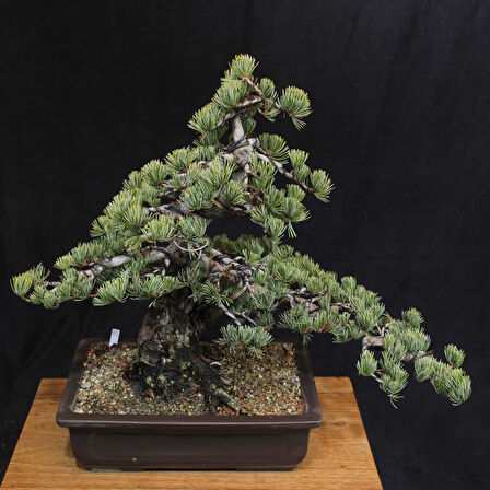 Japon Beyaz Çamı Bonsai No.630