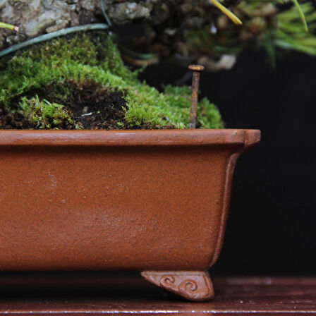 Japon Karaçamı Bonsai No.563