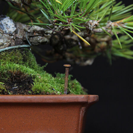 Japon Karaçamı Bonsai No.563