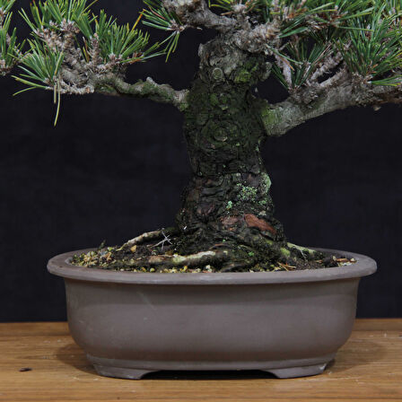 Japon Karaçamı 'Kotobuki' Bonsai No.666