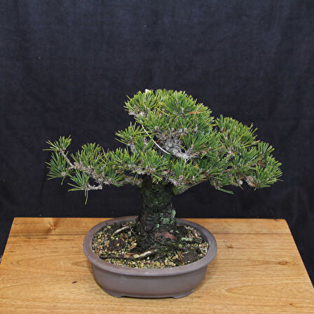 Japon Karaçamı 'Kotobuki' Bonsai No.666