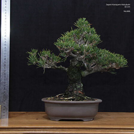 Japon Karaçamı 'Kotobuki' Bonsai No.666