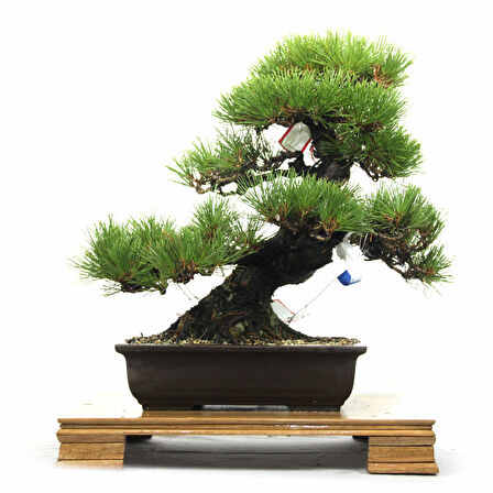 Tohumdan Bonsai Başlangıç Kiti - Japon Karaçamı (P. thunbergii)