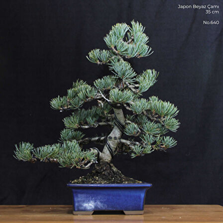 Japon Beyaz Çamı Bonsai No.640