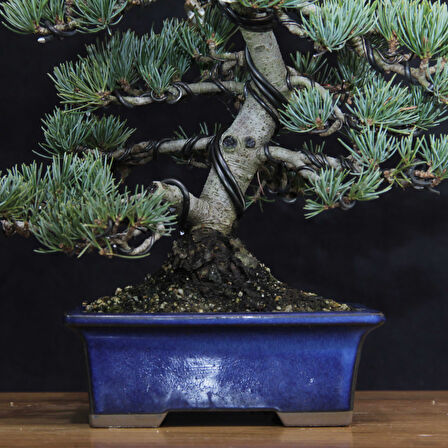 Japon Beyaz Çamı Bonsai No.640