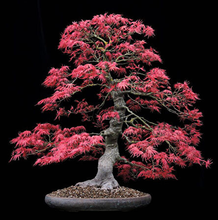 Tohumdan Bonsai Başlangıç Kiti - Japon Akçaağacı (Kırmızı) No.1