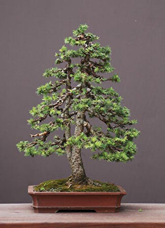 Ak Ladin Bonsai Başlangıç Kiti - No.1