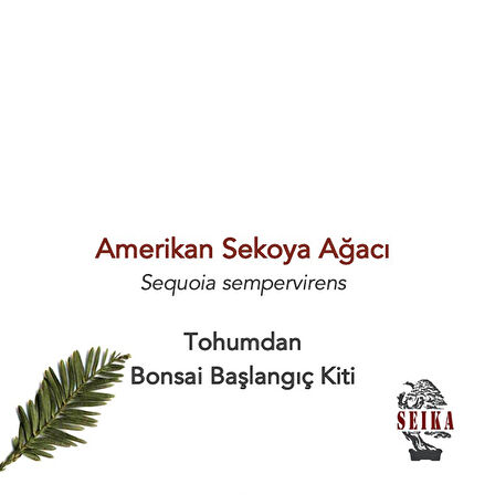 Tohumdan Bonsai Başlangıç Kiti - Amerikan Sekoya Ağacı