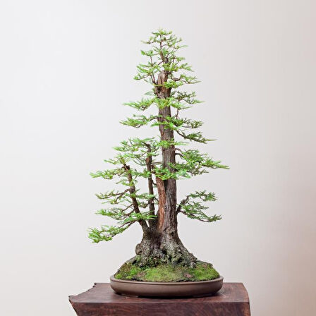 Tohumdan Bonsai Başlangıç Kiti - Amerikan Sekoya Ağacı