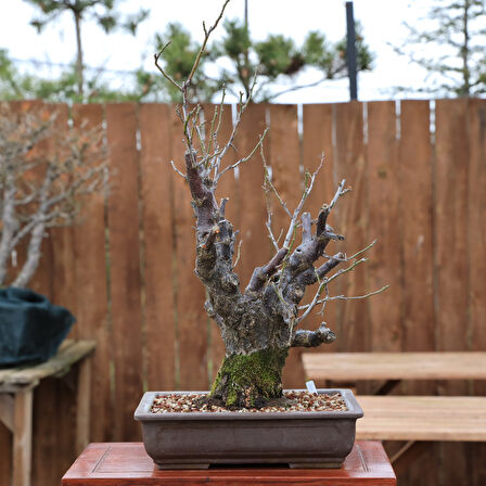 Japon Kayısısı - Ume Bonsai - No.825