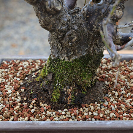 Japon Kayısısı - Ume Bonsai - No.825