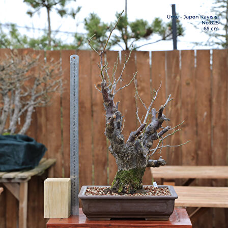 Japon Kayısısı - Ume Bonsai - No.825