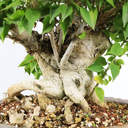 Begonvil 'Pixie' Bonsai - No.899