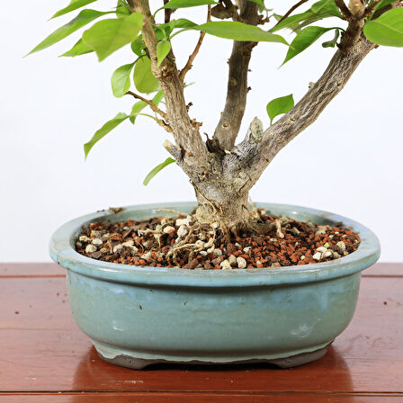 Begonvil Glabra Bonsai - No.913