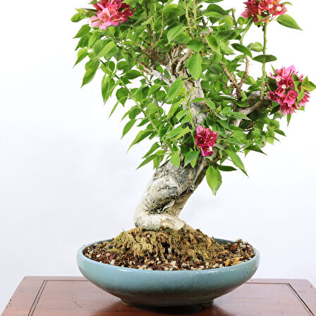 Begonvil 'Pixie' Bonsai - No.888