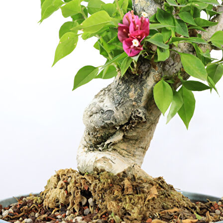 Begonvil 'Pixie' Bonsai - No.888