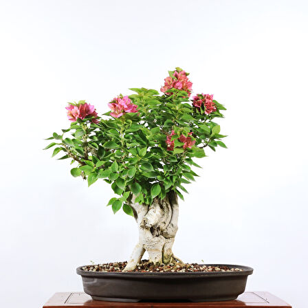 Begonvil 'Pixie' Bonsai - No.898