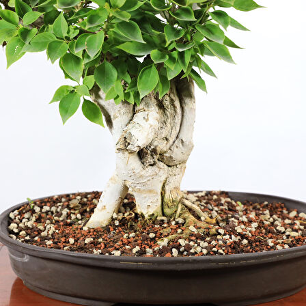 Begonvil 'Pixie' Bonsai - No.898