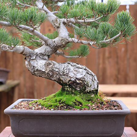 Japon Beyaz Çamı Bonsai No.872