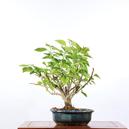 Begonvil Glabra Bonsai - No.910