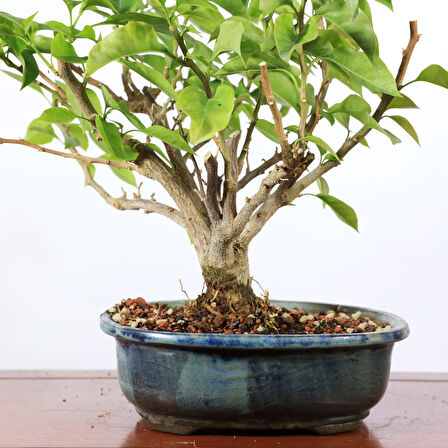 Begonvil Glabra Bonsai - No.910