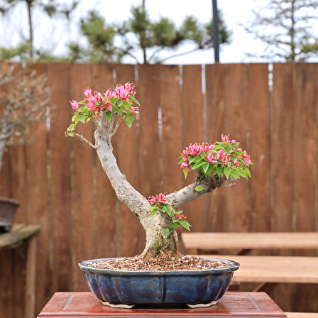 Begonvil 'Pixie' Bonsai - No.868