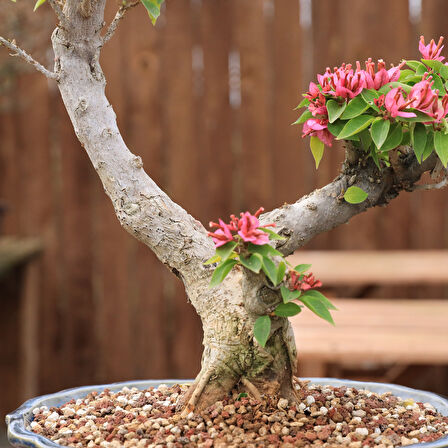 Begonvil 'Pixie' Bonsai - No.868