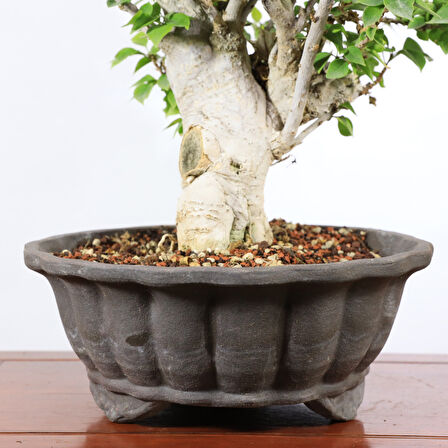 Begonvil 'Pixie' Bonsai - No.896