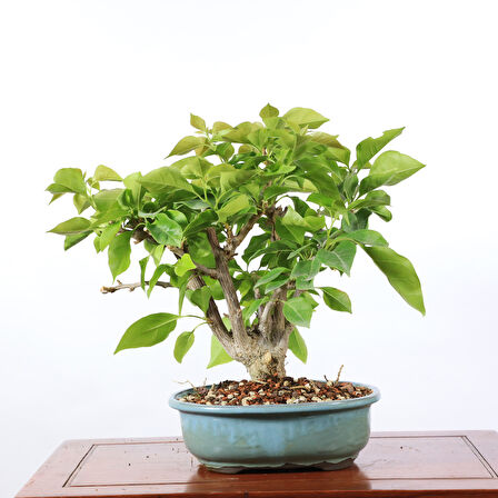 Begonvil Glabra Bonsai - No.914