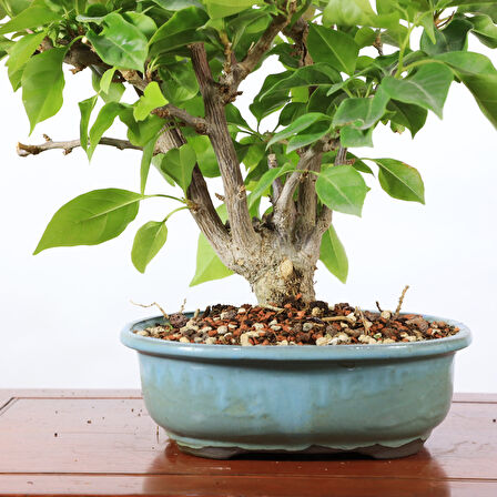 Begonvil Glabra Bonsai - No.914