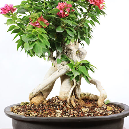 Begonvil 'Pixie' Bonsai - No.900