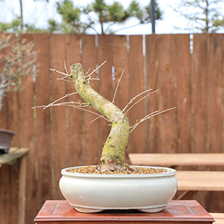 Ova Akçaağaç Acer campestre Bonsai - No.863