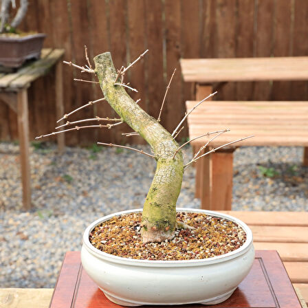 Ova Akçaağaç Acer campestre Bonsai - No.863